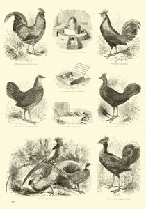 Página del Museo Pictórico de la Naturaleza Animada