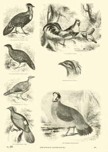 Página del Museo Pictórico de la Naturaleza Animada de English School