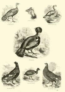 Página del Museo Pictórico de la Naturaleza Animada