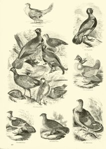 Página del Museo Pictórico de la Naturaleza Animada