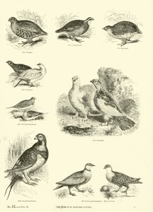 Página del Museo Pictórico de la Naturaleza Animada