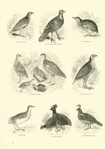 Página del Museo Pictórico de la Naturaleza Animada de English School