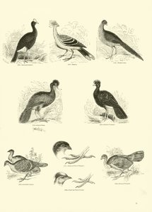 Página del Museo Pictórico de la Naturaleza Animada