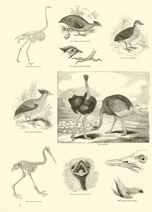 Página del Museo Pictórico de la Naturaleza Animada de English School