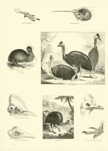 Página del Museo Pictórico de la Naturaleza Animada de English School