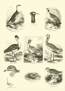 Página del Museo Pictórico de la Naturaleza Animada de English School
