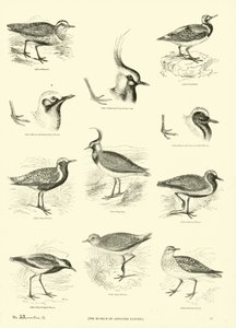 Página del Museo Pictórico de la Naturaleza Animada