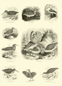 Página del Museo Pictórico de la Naturaleza Animada de English School