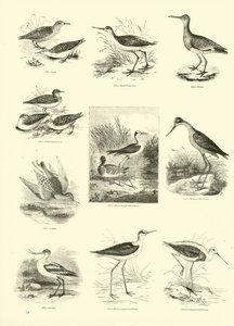 Página del Museo Pictórico de la Naturaleza Animada