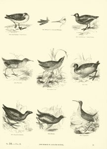 Página del Museo Pictórico de la Naturaleza Animada
