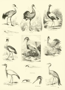 Página del Museo Pictórico de la Naturaleza Animada de English School