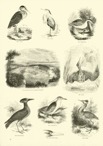 Página del Museo Pictórico de la Naturaleza Animada