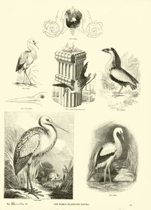 Página del Museo Pictórico de la Naturaleza Animada