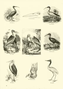 Página del Museo Pictórico de la Naturaleza Animada de English School