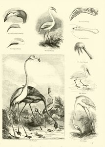 Página del Museo Pictórico de la Naturaleza Animada