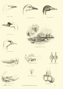Página del Museo Pictórico de la Naturaleza Animada de English School
