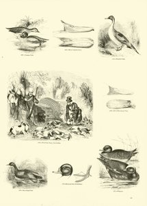 Página del Museo Pictórico de la Naturaleza Animada