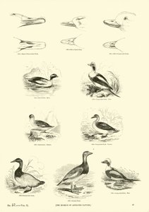 Página del Museo Pictórico de la Naturaleza Animada de English School