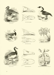 Página del Museo Pictórico de la Naturaleza Animada de English School
