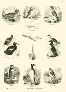 Página del Museo Pictórico de la Naturaleza Animada