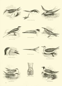 Página del Museo Pictórico de la Naturaleza Animada