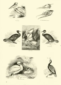 Página del Museo Pictórico de la Naturaleza Animada