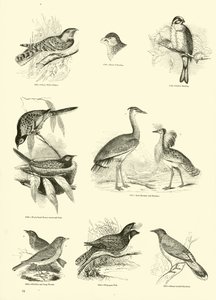 Página del Museo Pictórico de la Naturaleza Animada