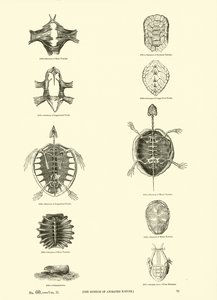 Página del Museo Pictórico de la Naturaleza Animada