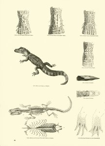Página del Museo Pictórico de la Naturaleza Animada de English School