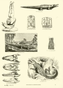 Página del Museo Pictórico de la Naturaleza Animada