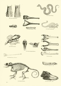 Página del Museo Pictórico de la Naturaleza Animada de English School