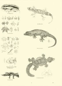 Página del Museo Pictórico de la Naturaleza Animada