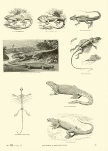 Página del Museo Pictórico de la Naturaleza Animada de English School