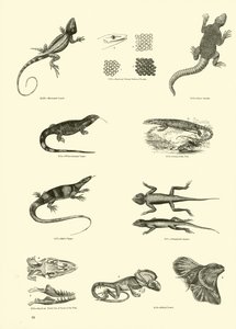 Página del Museo Pictórico de la Naturaleza Animada de English School