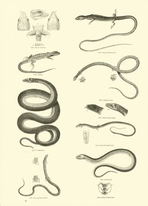 Página del Museo Pictórico de la Naturaleza Animada de English School