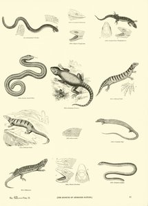 Página del Museo Pictórico de la Naturaleza Animada de English School