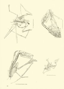 Página del Museo Pictórico de la Naturaleza Animada de English School
