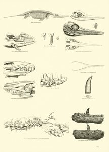 Página del Museo Pictórico de la Naturaleza Animada de English School