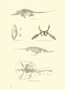 Página del Museo Pictórico de la Naturaleza Animada