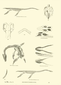 Página del Museo Pictórico de la Naturaleza Animada de English School
