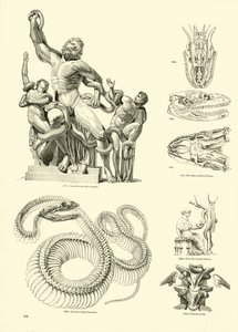 Página del Museo Pictórico de la Naturaleza Animada