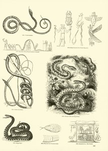 Página del Museo Pictórico de la Naturaleza Animada