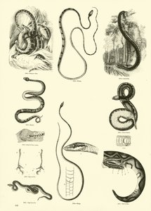 Página del Museo Pictórico de la Naturaleza Animada