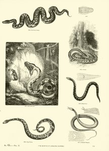 Página del Museo Pictórico de la Naturaleza Animada de English School