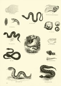 Página del Museo Pictórico de la Naturaleza Animada