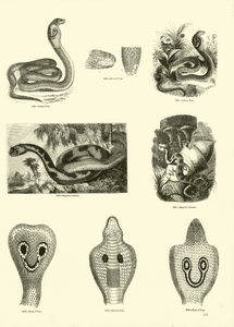 Página del Museo Pictórico de la Naturaleza Animada de English School