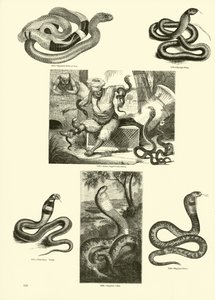 Página del Museo Pictórico de la Naturaleza Animada