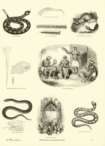 Página del Museo Pictórico de la Naturaleza Animada de English School