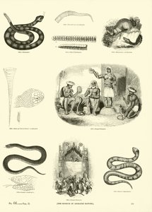 Página del Museo Pictórico de la Naturaleza Animada de English School