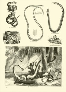 Página del Museo Pictórico de la Naturaleza Animada